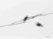 Kohle auf Papier, 30x40cm